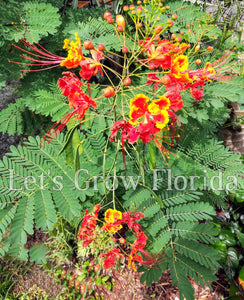 Dwarf Poinciana, Red & Orange, Peacock Flower Tree, Seedlings & Seed Caesalpinia pulcherrima Tropical Plant