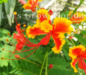 Poinciana nain, rouge et orange, arbre à fleurs de paon, semis et graines Caesalpinia pulcherrima plante tropicale