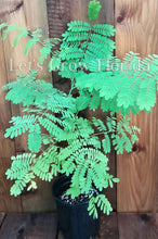 Load image into Gallery viewer, Dwarf Poinciana, Yellow, Peacock Flower Tree, Seed &amp; Seedling, Caesalpinia pulcherrima Tropical Plant