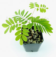 Load image into Gallery viewer, Dwarf Poinciana, Yellow, Peacock Flower Tree, Seed &amp; Seedling, Caesalpinia pulcherrima Tropical Plant