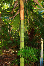 Cargar imagen en el visor de la galería, Dypsis Rivularis, Rivularis Palm