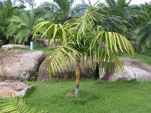 Cargar imagen en el visor de la galería, Dypsis Rivularis, Rivularis Palm