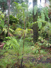 Charger l'image dans la galerie, Dypsis psammophila (White Sand Palm)