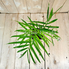 Charger l'image dans la galerie, Dypsis psammophila (White Sand Palm)