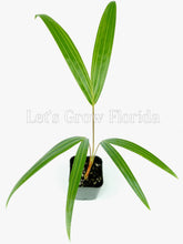 Load image into Gallery viewer, Dypsis cabadae Palm Tree
