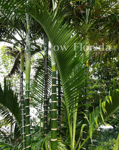 Dypsis cabadae Palm Tree