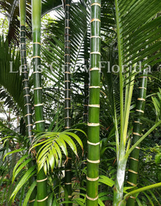 Dypsis cabadae Palmier