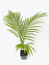 Load image into Gallery viewer, Dypsis leptocheilos Teddy Bear Palm Tree