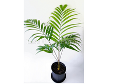 Cargar imagen en el visor de la galería, Chrysalidocarpus / Dypsis pembana Palmera Tropical Solitaria