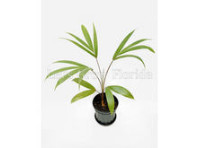 Charger l&#39;image dans la galerie, Chrysalidocarpus / Dypsis pembana palmier tropical solitaire
