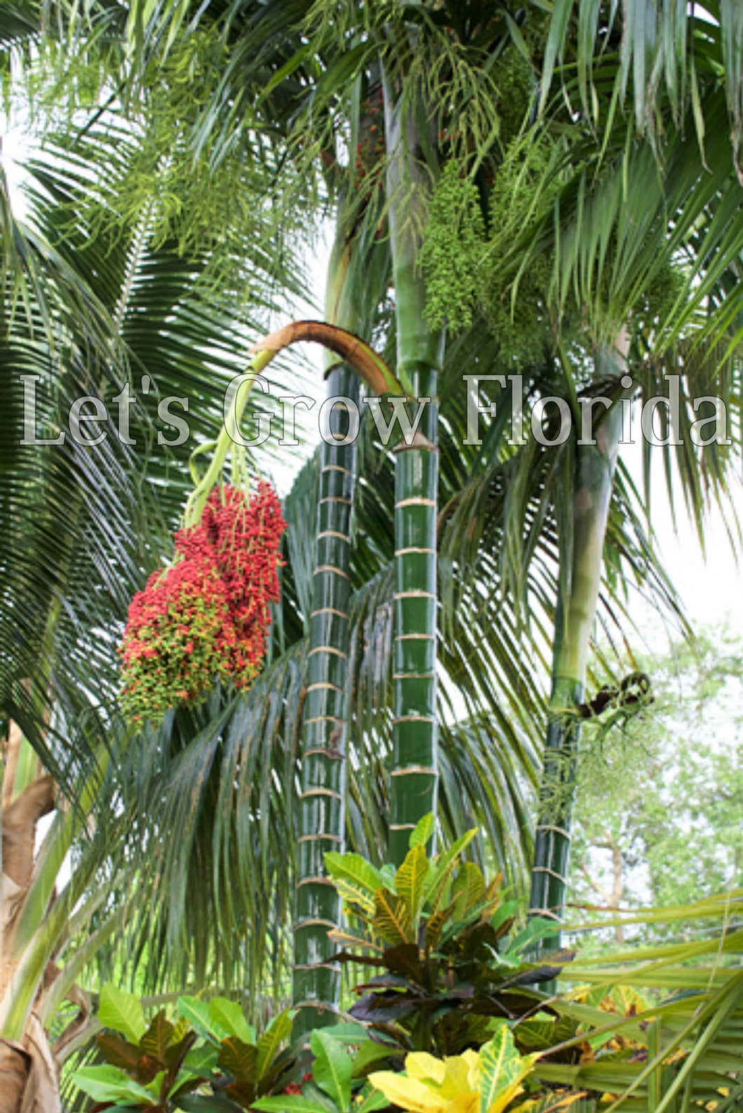 Chrysalidocarpus / Dypsis pembana palmier tropical solitaire