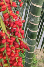 Load image into Gallery viewer, Chrysalidocarpus / Dypsis pembana Clustering Palm Tree