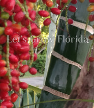 Charger l&#39;image dans la galerie, Chrysalidocarpus / Dypsis pembana Palmier en grappes