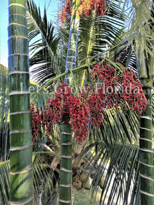 Chrysalidocarpus / Dypsis pembana Solitary Tropical Palm Tree
