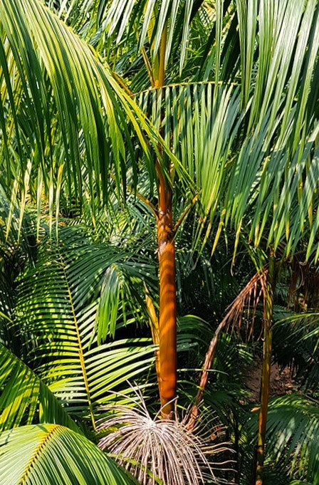 1 a Euterpe edulis, palmier 'Orange Crown Shaft Acai' 