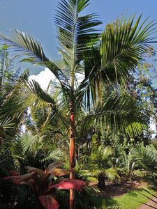 Euterpe edulis, 'Orange Crownshaft Acai' Palm Tree