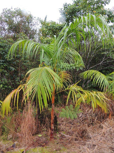 Euterpe edulis, 'Orange Crownshaft Acai' Palm Tree