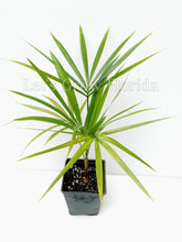 Load image into Gallery viewer, Euterpe edulis, &#39;Orange Crownshaft Acai&#39; Palm Tree