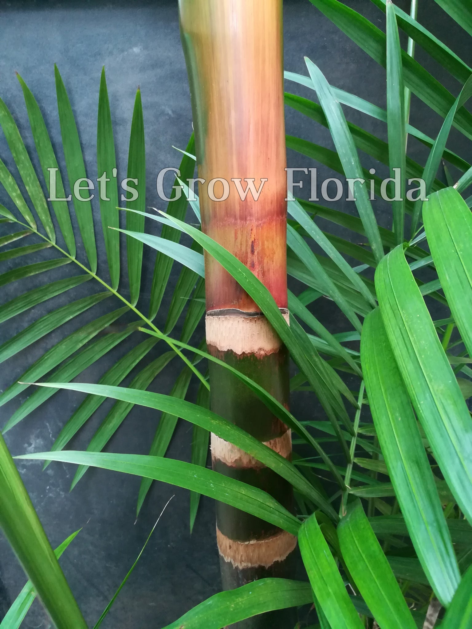 acai seeds for planting Euterpe oleracea "Acai Super Berry” Palm Tree – Let's Grow Florida