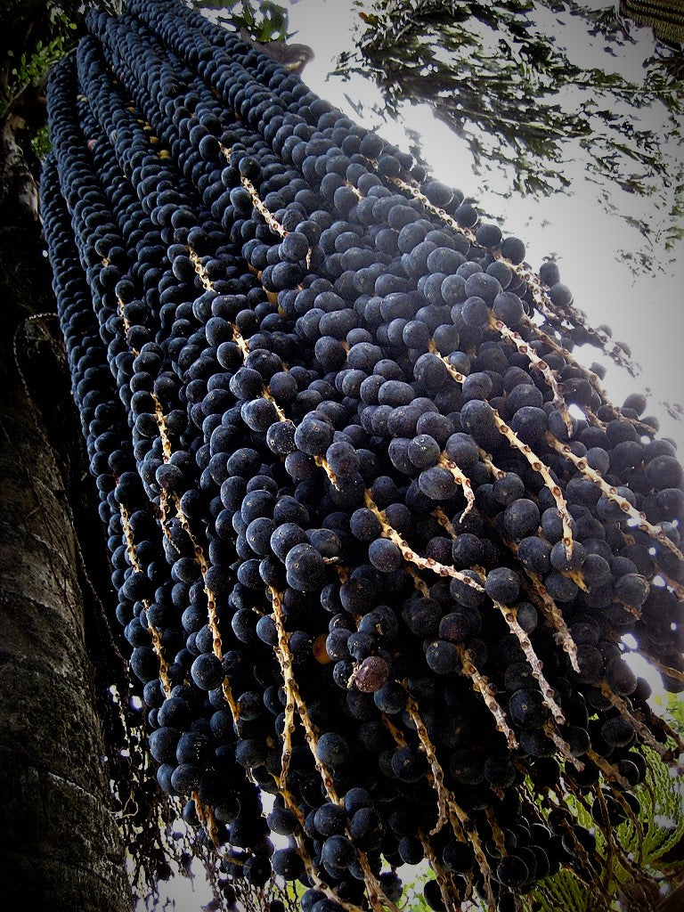acai seeds for planting Euterpe oleracea "Acai Super Berry” Palm Tree – Let's Grow Florida