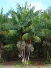 Load image into Gallery viewer, Euterpe oleracea &quot;Acai Super Berry” Palm Tree
