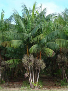 Euterpe oleracea "Acai Super Berry” Palm Tree