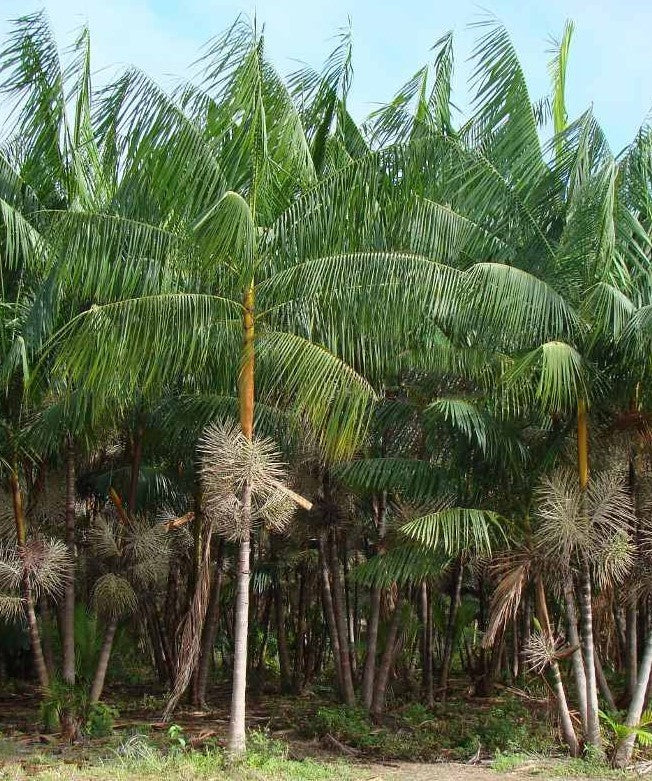 acai berry seeds planting Euterpe oleracea "Acai Super Berry” Palm Tree – Let's Grow Florida