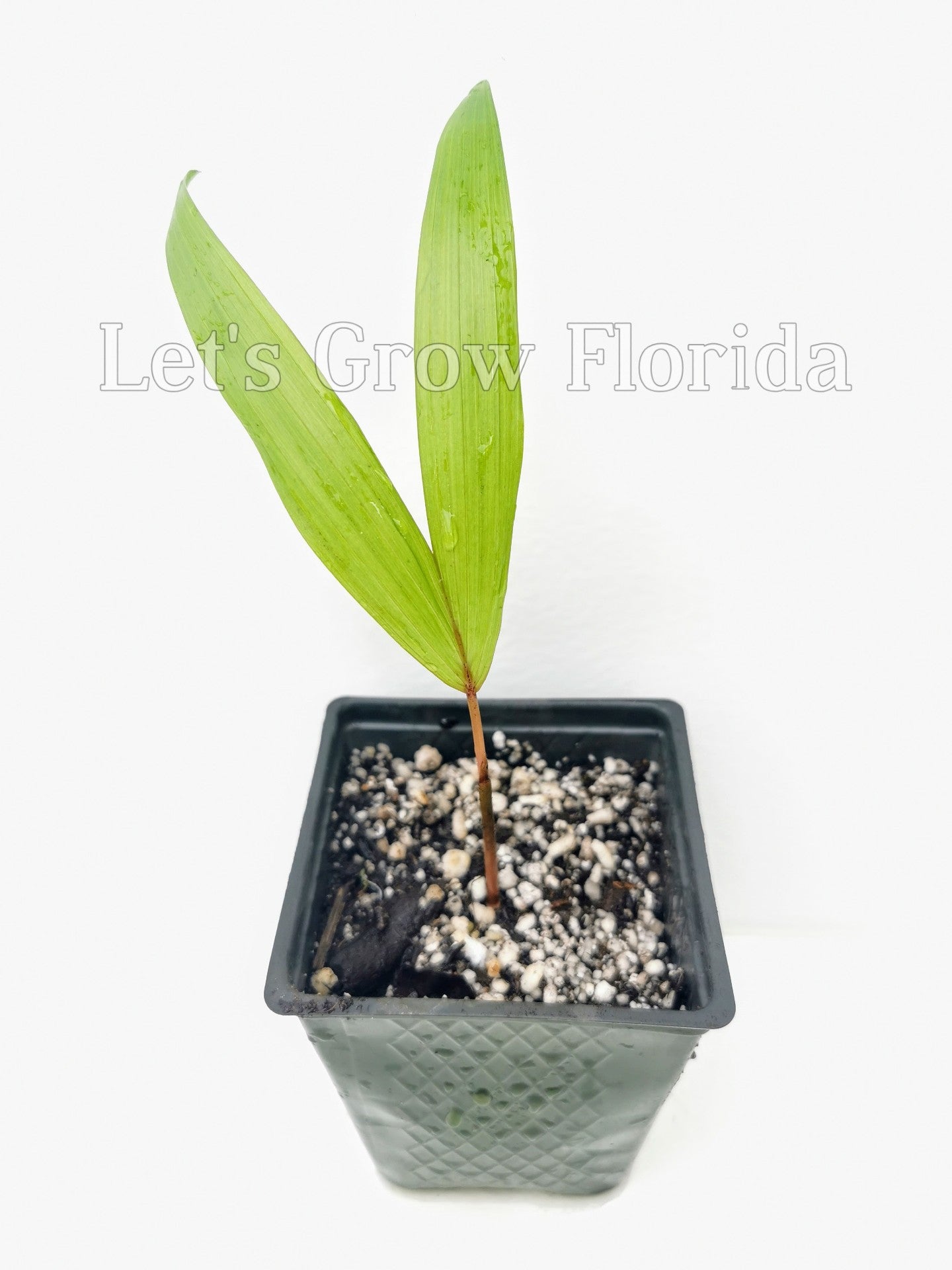 acai seeds for planting Euterpe oleracea "Acai Super Berry” Palm Tree – Let's Grow Florida