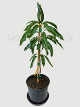 Load image into Gallery viewer, Glenn, Mango Fruit Tree, Professionally Grafted!
