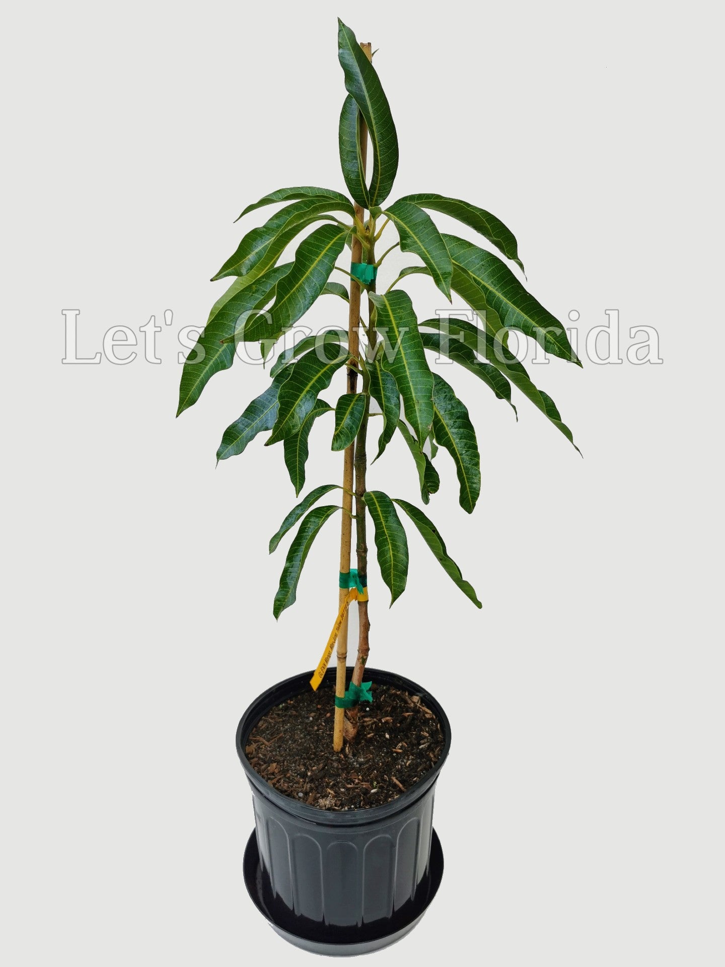 mango tree house plant Glenn, Mango Fruit Tree, Professionally Grafted! – Let's Grow Florida