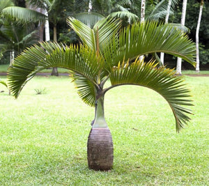 Hyophorbe lagenicaulis Bottle Palm Tree Tropical