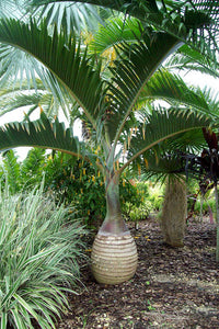 Hyophorbe lagenicaulis Bottle Palm Tree Tropical