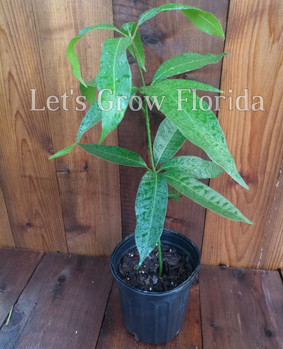 Turpentine Mango Tree Rootstock From Seed Not Grafted