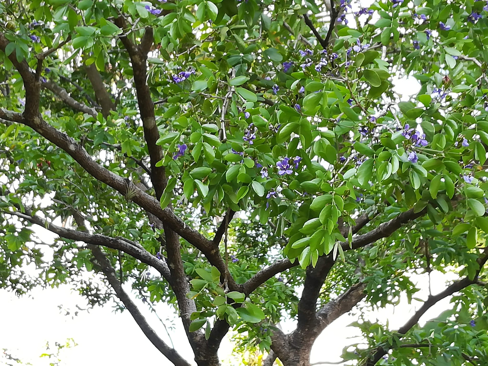 Guaiacum sanctum, Holywood Lignum vitae Tree – Let's Grow Florida
