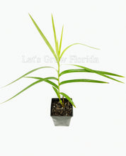 Charger l&#39;image dans la galerie, Orchidée bambou Arundina graminifolia Plante 