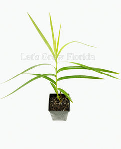 Orquídea de bambú Arundina graminifolia Planta 