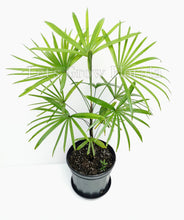 Load image into Gallery viewer, Rhapis Multifida Palm Tree