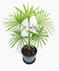 Rhapis Multifida Palm Tree