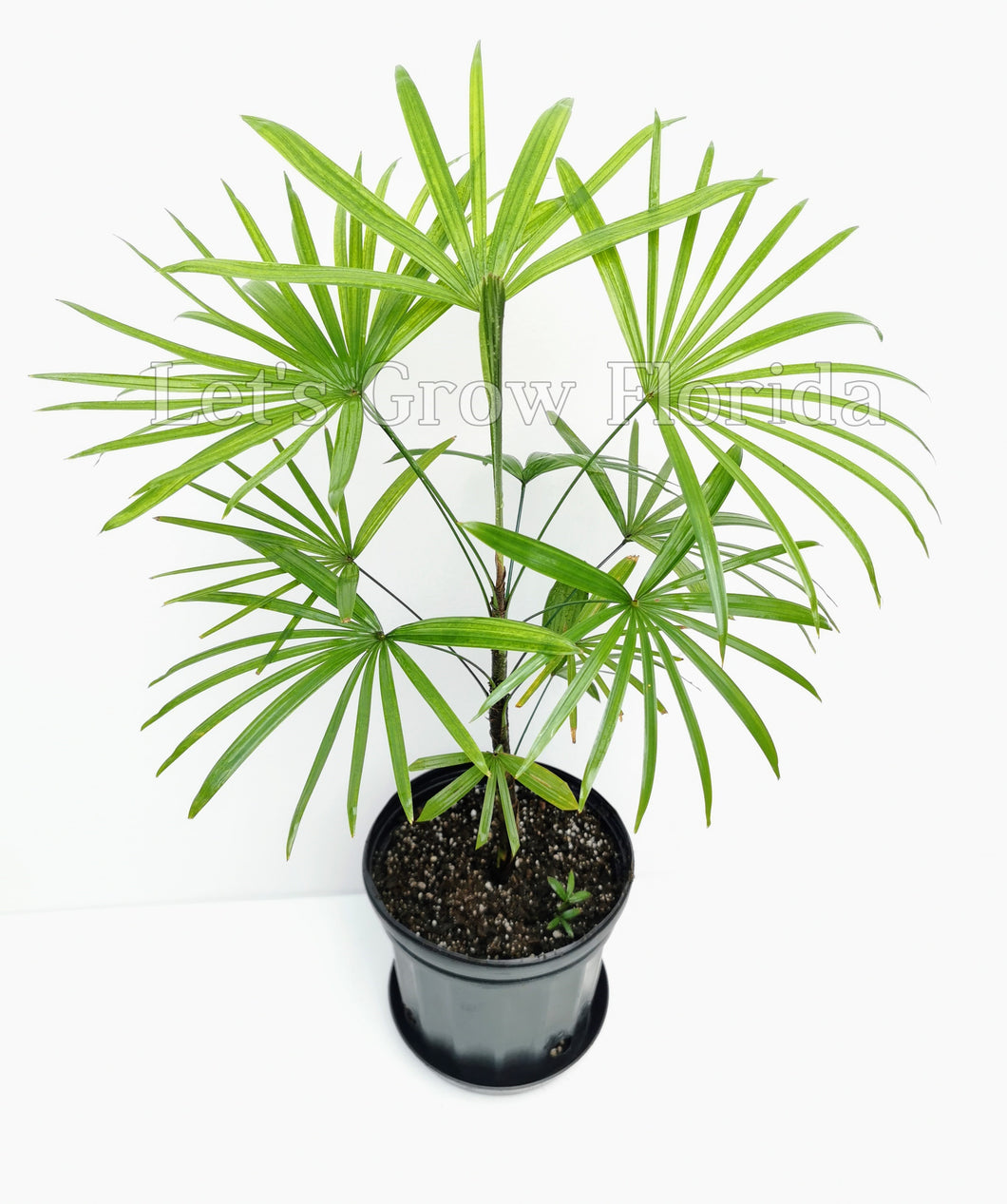 Rhapis Multifida Palm Tree