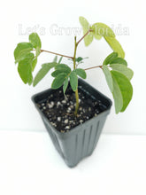 Cargar imagen en el visor de la galería, Planta de árbol de hojaldre de polvo enano Calliandra haematocephala x surinamensis, Nana Tropical