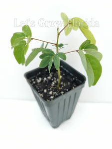 Planta de árbol de hojaldre de polvo enano Calliandra haematocephala x surinamensis, Nana Tropical