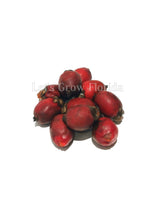 Load image into Gallery viewer, Kentiopsis oliviformis Palm Tree