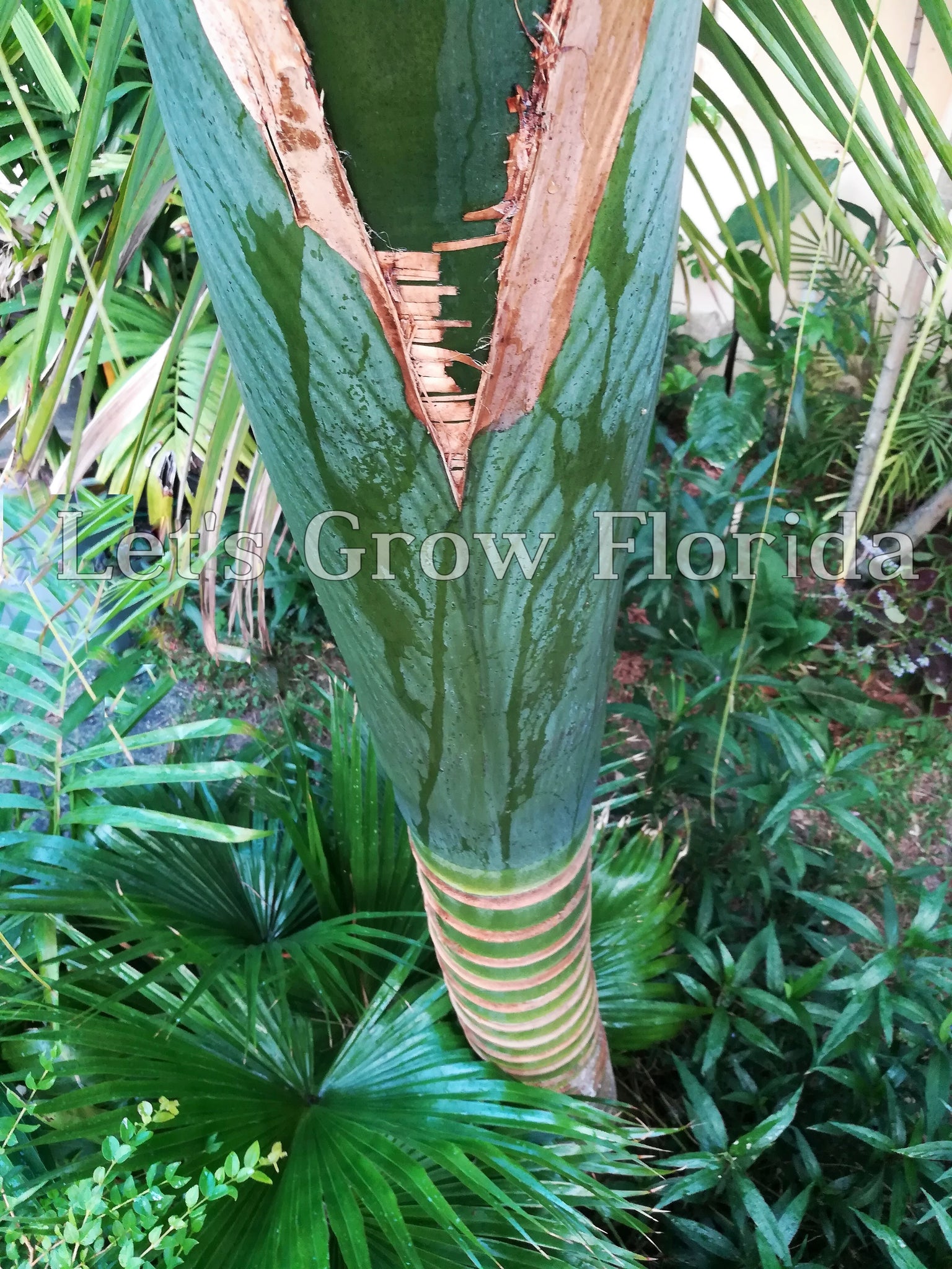 flat palm plant Kentiopsis oliviformis Palm Tree – Let's Grow Florida