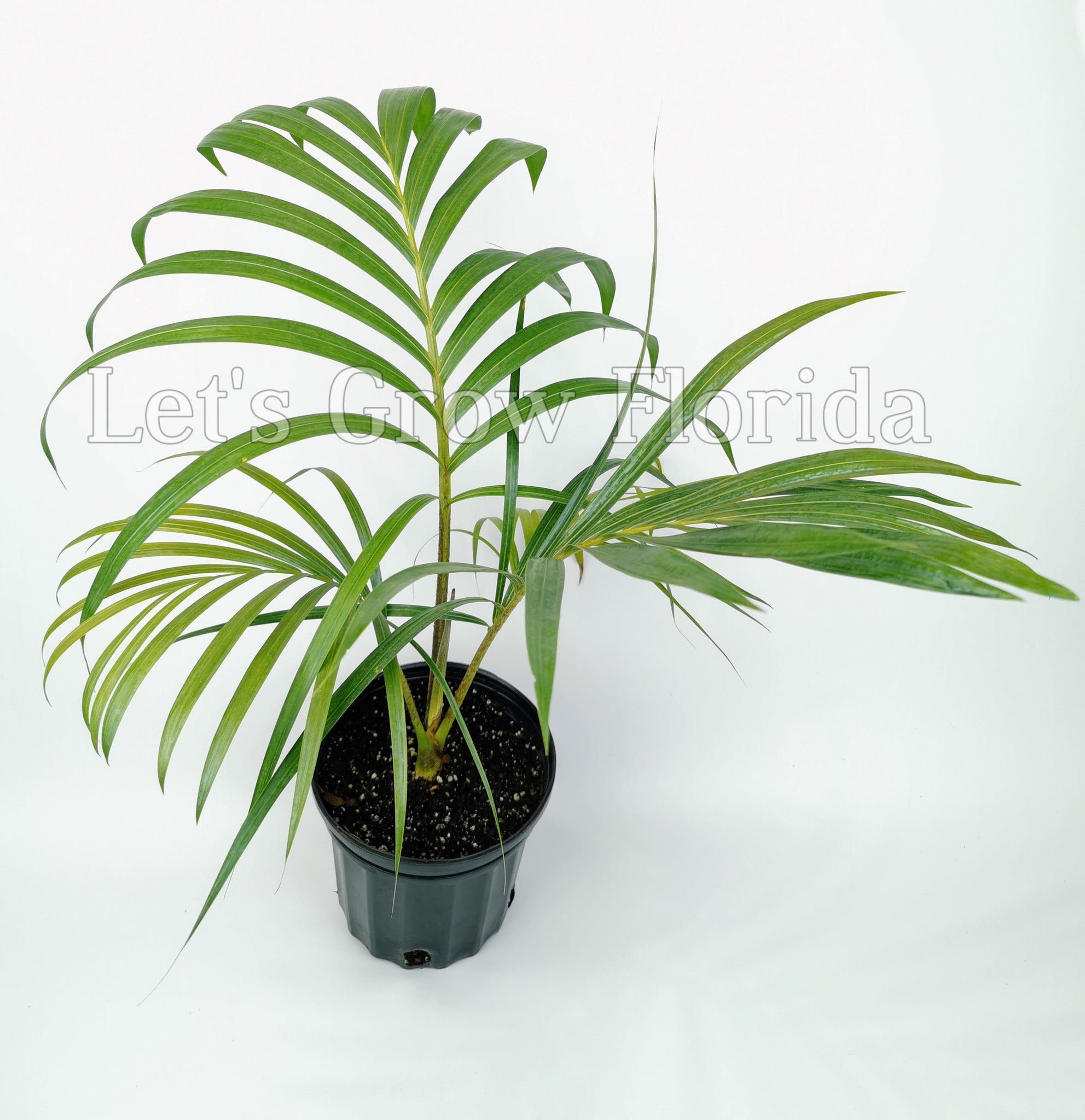 1 Kentiopsis oliviformis Palm Tree – Let's Grow Florida