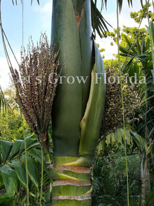 1 Kentiopsis oliviformis Palm Tree – Let's Grow Florida