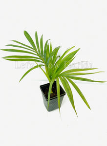 Kentiopsis oliviformis Palm Tree
