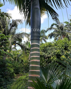 Palmera Kentiopsis oliviformis 