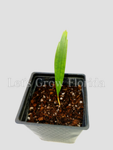 Cargar imagen en el visor de la galería, 1 Palm ( 10 / 3 ) Copiar 1º {{ DUPLICATE 1ST THEN USE !!!! }} 
