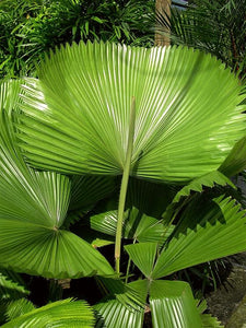 Licuala grandis Palm Tree