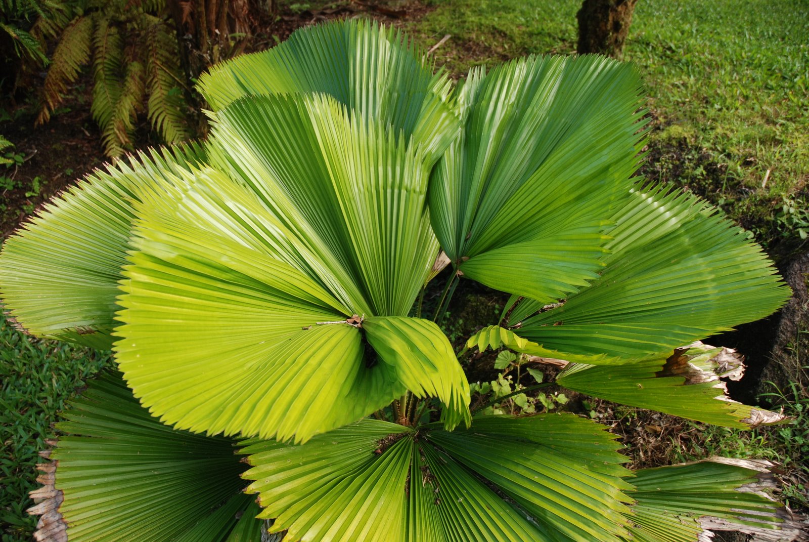 luciala palm plant Licuala grandis Palm Tree